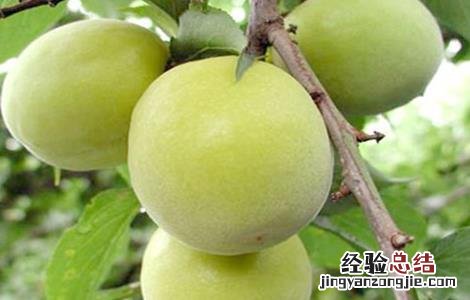青梅盆栽的种植方法和时间 青梅种植的方法