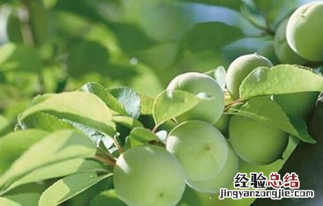 青梅盆栽的种植方法和时间 青梅种植的方法