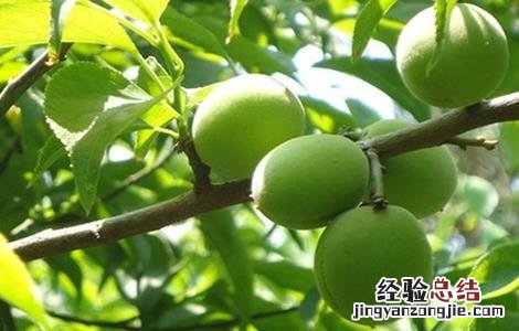 青梅盆栽的种植方法和时间 青梅种植的方法