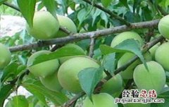 青梅盆栽的种植方法和时间 青梅种植的方法