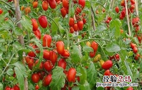 圣女果花果期的管理方法 圣女果怎么管理花跟果才多