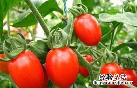 圣女果花果期的管理方法 圣女果怎么管理花跟果才多