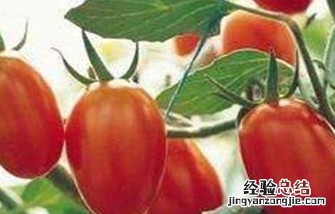 圣女果花果期的管理方法 圣女果怎么管理花跟果才多