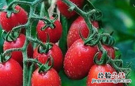 圣女果花果期的管理方法 圣女果怎么管理花跟果才多