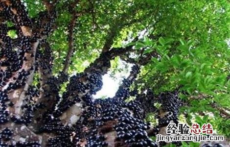 嘉宝果怎么种植多久施肥 嘉宝果怎么种植