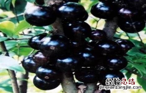 嘉宝果怎么种植多久施肥 嘉宝果怎么种植