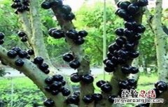 嘉宝果怎么种植多久施肥 嘉宝果怎么种植