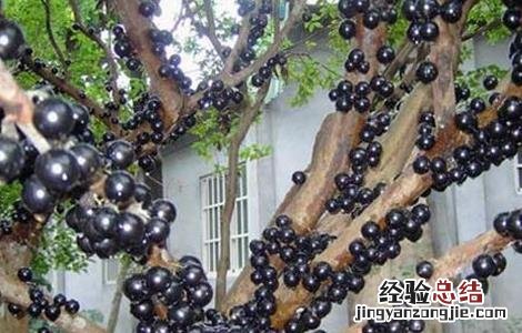 嘉宝果怎么种植多久施肥 嘉宝果怎么种植