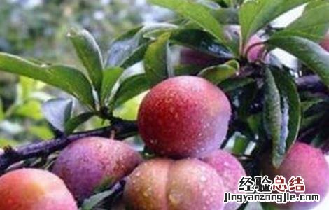 西梅的种植方法 西梅的种植方法和田间管理