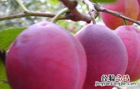 西梅的种植方法 西梅的种植方法和田间管理