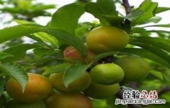 西梅的种植方法 西梅的种植方法和田间管理