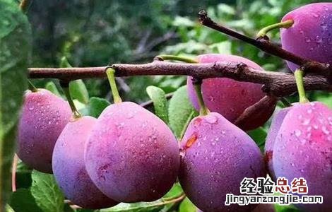 西梅的种植方法 西梅的种植方法和田间管理