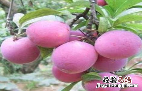 西梅的种植方法 西梅的种植方法和田间管理