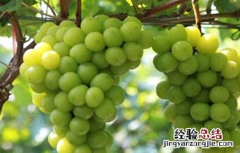 阳光玫瑰葡萄种植技术与管理视频教程 阳光玫瑰葡萄种植技术