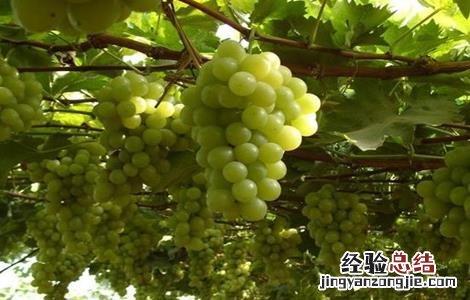 阳光玫瑰葡萄种植技术与管理视频教程 阳光玫瑰葡萄种植技术