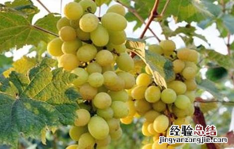 阳光玫瑰葡萄种植技术与管理视频教程 阳光玫瑰葡萄种植技术