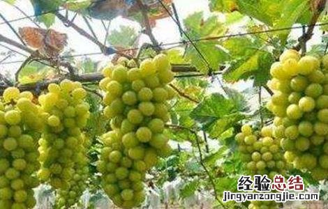阳光玫瑰葡萄种植技术与管理视频教程 阳光玫瑰葡萄种植技术