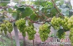 阳光玫瑰葡萄种植技术与管理视频教程 阳光玫瑰葡萄种植技术
