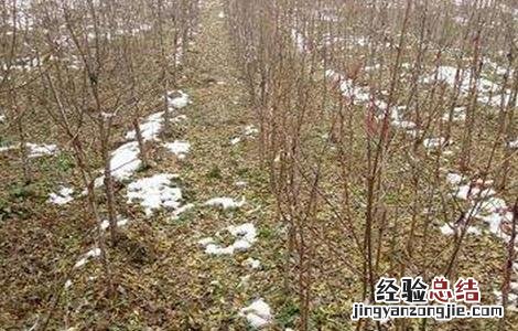 软籽石榴种植技术 突尼斯软籽石榴种植技术