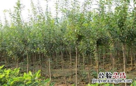 软籽石榴种植技术 突尼斯软籽石榴种植技术