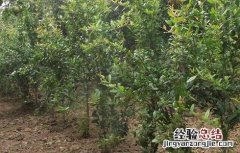 软籽石榴种植技术 突尼斯软籽石榴种植技术
