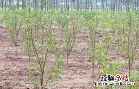软籽石榴种植技术 突尼斯软籽石榴种植技术