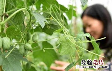 拇指西瓜种植方法 拇指西瓜种植方法搭架图片