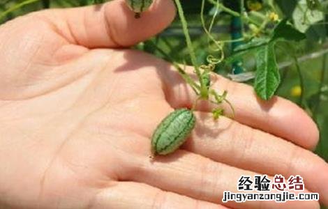 拇指西瓜种植方法 拇指西瓜种植方法搭架图片