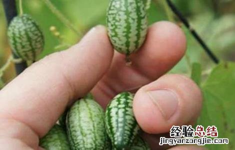 拇指西瓜种植方法 拇指西瓜种植方法搭架图片