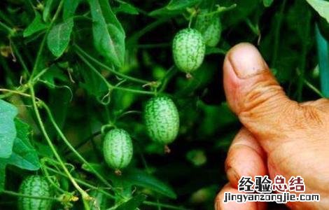 拇指西瓜种植方法 拇指西瓜种植方法搭架图片