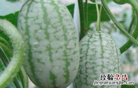 拇指西瓜种植方法 拇指西瓜种植方法搭架图片