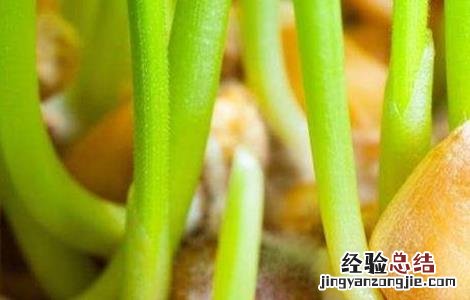 苹果种子种植方法 苹果种子种植方法和技术