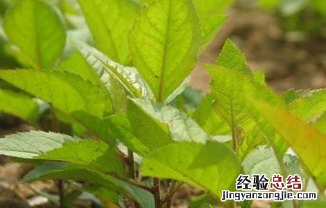 苹果种子种植方法 苹果种子种植方法和技术