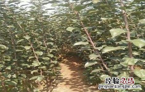 苹果种子种植方法 苹果种子种植方法和技术