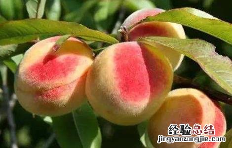 桃树套袋的原因及如何套袋 桃树套袋后的果园管理