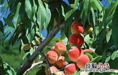 桃树套袋的原因及如何套袋 桃树套袋后的果园管理
