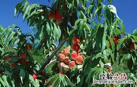 桃树套袋的原因及如何套袋 桃树套袋后的果园管理