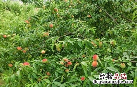 桃树套袋的原因及如何套袋 桃树套袋后的果园管理