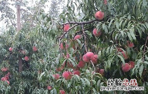 桃树套袋的原因及如何套袋 桃树套袋后的果园管理