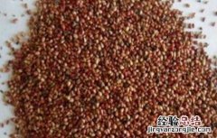草莓种子该怎么种植 草莓种子怎么种植盆栽