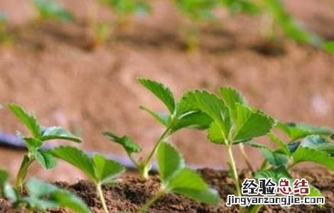 草莓种子该怎么种植 草莓种子怎么种植盆栽