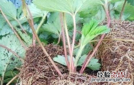 草莓种子该怎么种植 草莓种子怎么种植盆栽