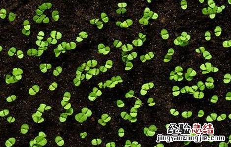 草莓种子该怎么种植 草莓种子怎么种植盆栽