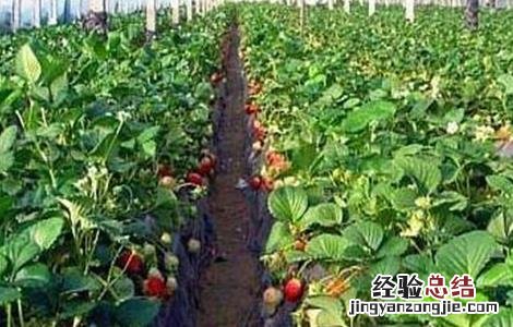 草莓种子该怎么种植 草莓种子怎么种植盆栽