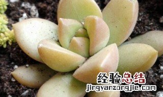 多肉黄丽夏天休眠吗 夏季休眠的多肉