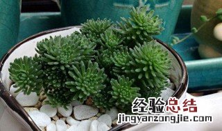 球松有什么作用 松球素对人体的作用