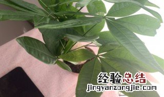 发财树有什么传说故事 发财树的传说故事