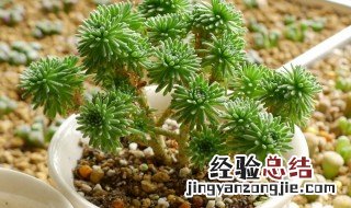 球松怎么浇水 球松怎么养护