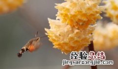 结香的花语 结香的花语和传说