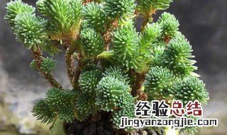 球松怎么长成老桩 球松怎么养成老桩